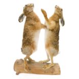 Taxidermy specimens of two 'boxing' Hares, mounted on a half log, 72cm high 52.5cm wide