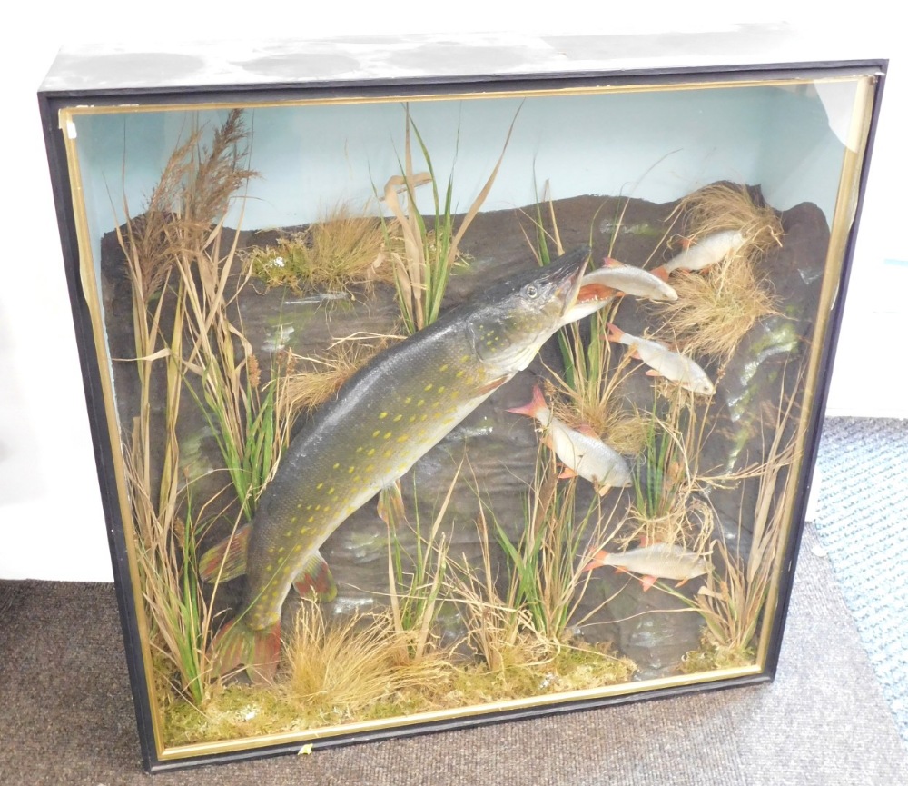 Taxidermy specimen of a pike, attacking a shoal of roach, mounted within reeds, glazed case, 81.5cm