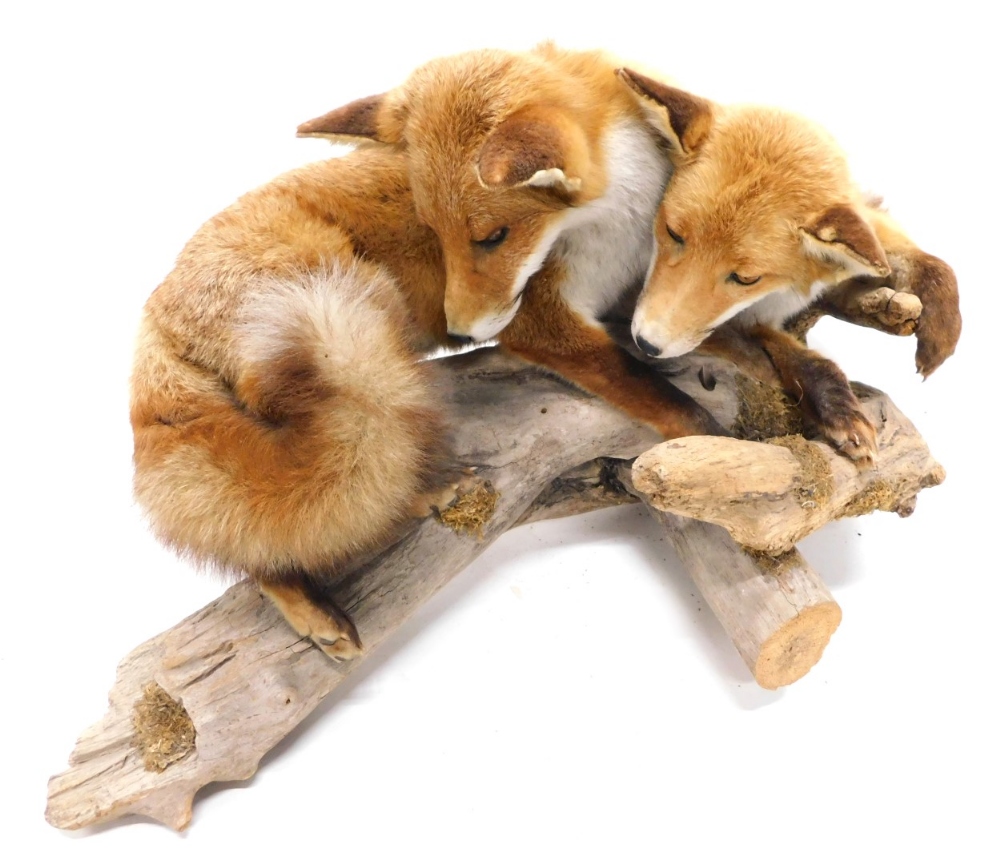 Two fine taxidermy specimens of foxes, mounted together on rustic logs, 44cm high 115cm long