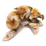 Two fine taxidermy specimens of foxes, mounted together on rustic logs, 44cm high 115cm long