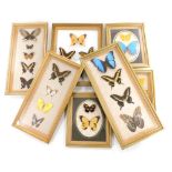 Seven gilt framed cases of tropical butterflies, including marpesin, dardarius, didius, pheobis, par