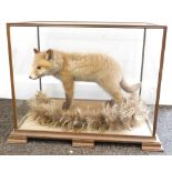 Taxidermy specimen of a fox cub, in a standing pose, within a glazed case, 51cm wide, 36cm deep, 39