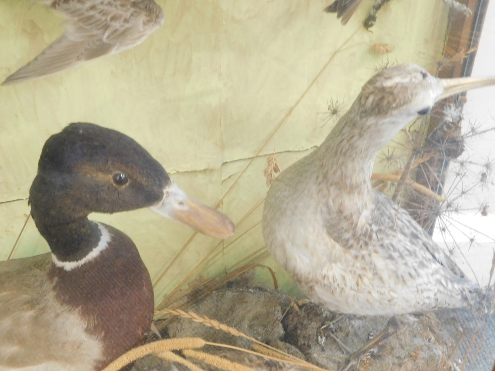 A late Victorian taxidermy case of mixed British bird specimens, including Jay, Kingfisher, Starling - Bild 2 aus 5