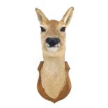 Taxidermy specimen of a roe deer doe's head, mounted on an oak shield, 50cm high.