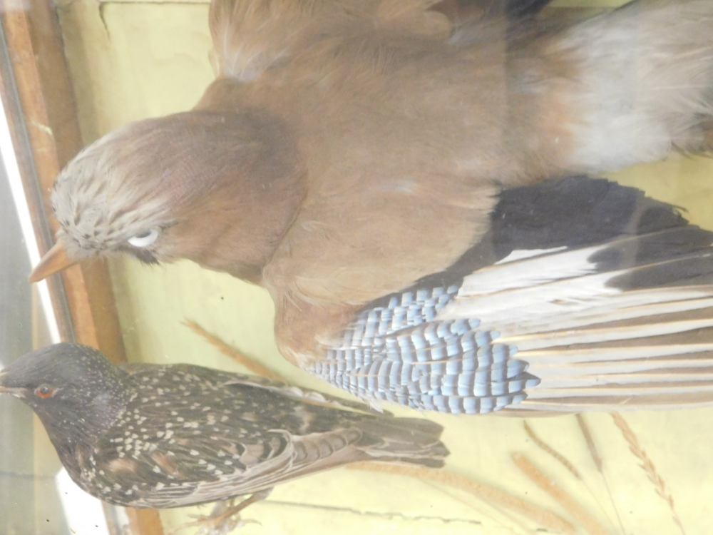 A late Victorian taxidermy case of mixed British bird specimens, including Jay, Kingfisher, Starling - Bild 3 aus 5