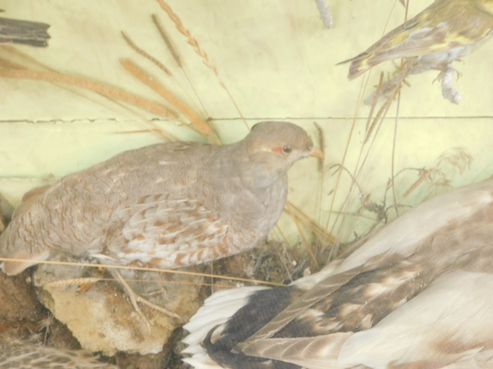 A late Victorian taxidermy case of mixed British bird specimens, including Jay, Kingfisher, Starling - Bild 4 aus 5