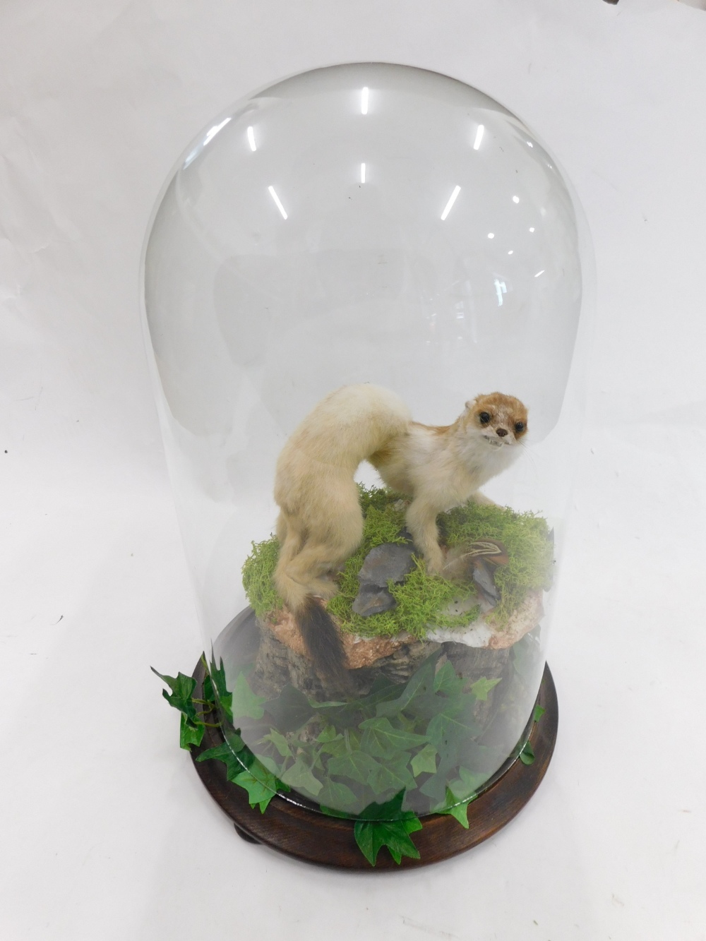 Taxidermy specimen of a stoat, with winter coat, mounted on a tree stump with naturalistic foliage, - Bild 2 aus 2
