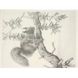 Winifred Austen (1876-1964). Red squirrel, etching, titled and signed to the mount, 22cm x 18cm.