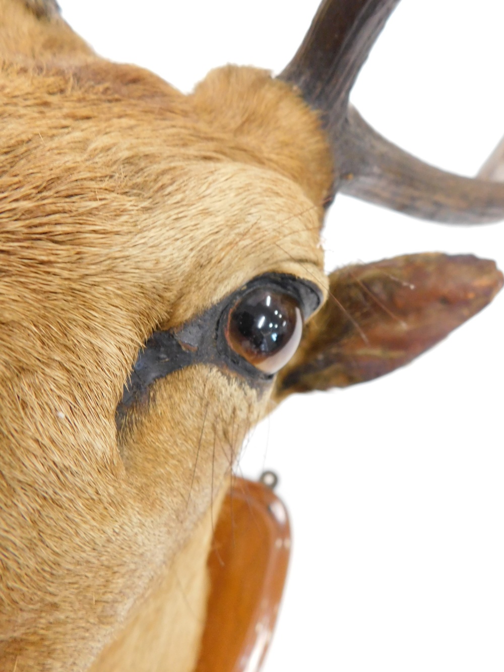 Taxidermy specimen of red deer stag's head, with antlers, (18 points) mounted on a polished oak shie - Bild 2 aus 5
