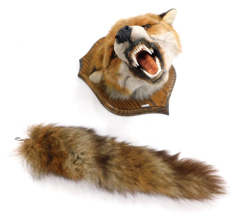 Taxidermy specimen of a fox's mask and brush, bearing teeth, mounted on an oak shield, 26cm high.