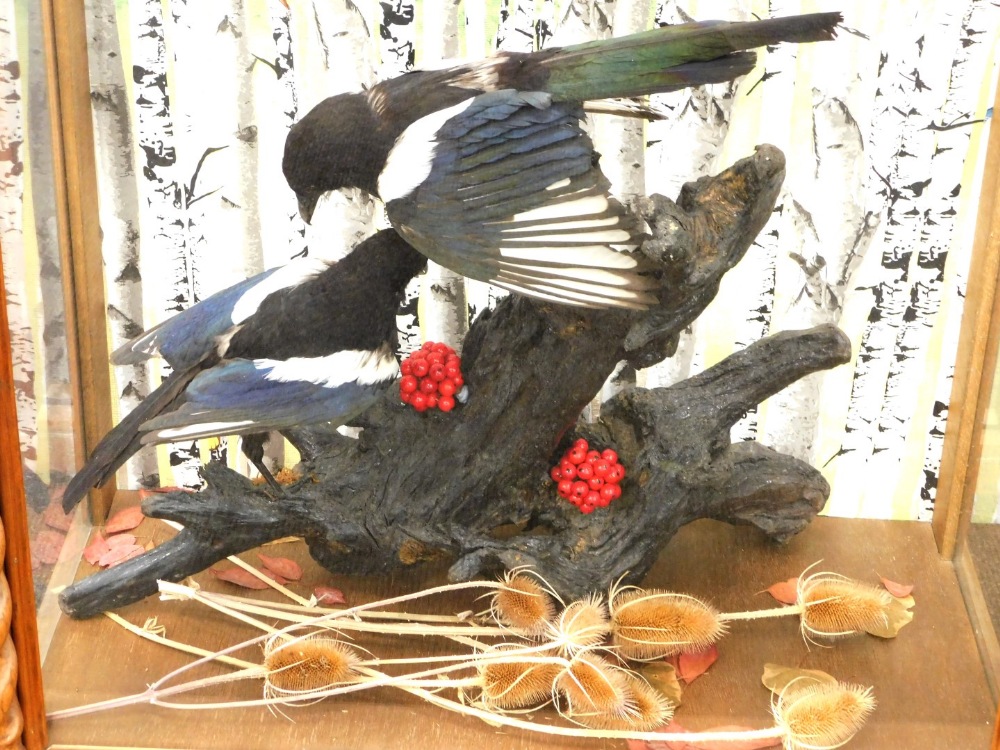 Taxidermy specimens of a pair of magpies, mounted on a tree stump with berries and teasels, glazed c