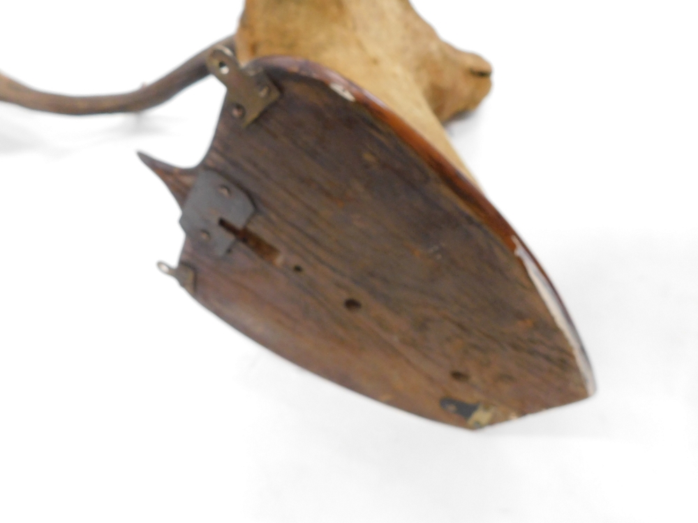 Taxidermy specimen of red deer stag's head, with antlers, (18 points) mounted on a polished oak shie - Bild 4 aus 5