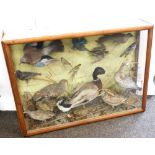 A late Victorian taxidermy case of mixed British bird specimens, including Jay, Kingfisher, Starling