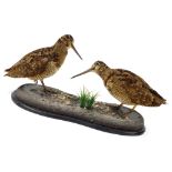 A taxidermy group of two woodcocks, on a naturalistic base, 19cm high.