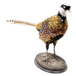 A taxidermy pheasant, on a naturalistic base, 45cm high.