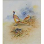 James Stinton (1870-1961). Pheasants in a clearing, watercolour, signed, Treasure Finder's label ver