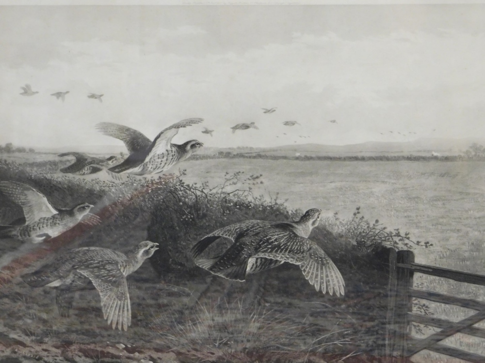 Archibald Thorburn (1860-1935). Grouse in flight, black and white print, signed, 38cm x 57cm.