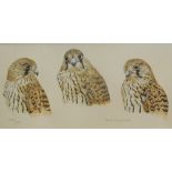 Malcolm Doughty (20thC). Studies of young kestrel, watercolour, signed and titled, 21cm x 42cm.