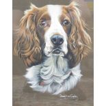 Josephine Copley (20thC). Springer Spaniel portrait, gouache, signed, 40cm x 28cm, two plaques Iris