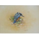 Christopher Hughes (b.1955). Kingfisher on a branch, watercolour, signed, 20cm x 27cm.