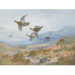 Archibald Thorburn (1860-1935). Grouse in flight on a moor, artist signed print, Fine Art Trade Guil