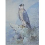Gordon Benningfield (1936-1998). Peregrine falcon, artist signed limited edition print, 321/475, D.C