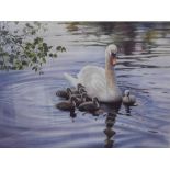 Yvonne Hughes (b.1946). Swan and cygnets, artist signed limited edition print, 67/350, E W watermark