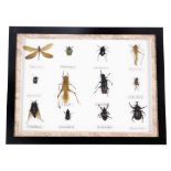 A framed display of insect and beetle specimens, to include locust, grasshopper, pantala flavescens,