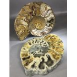 Two highly polished Ammonite fossils, the largest approx 23cm in diameter
