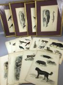 Large collection of 19th Century hand-coloured engravings, mostly after J.W. Lowry, depicting