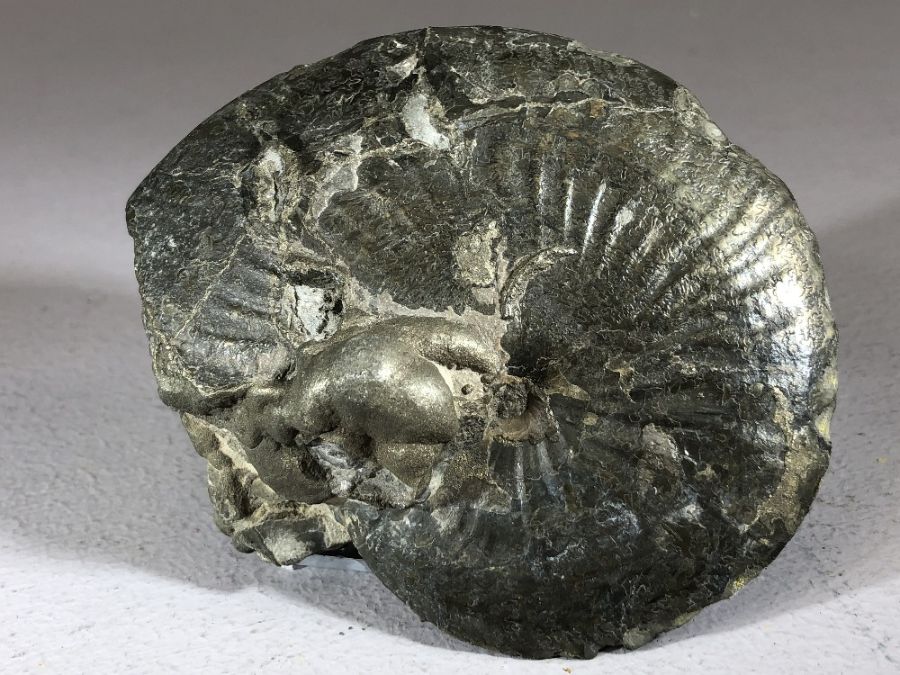 Good collection of five fossils to include Lytoceras Cornucopia ammonite, Oxynoticeras ammonite, - Image 2 of 8