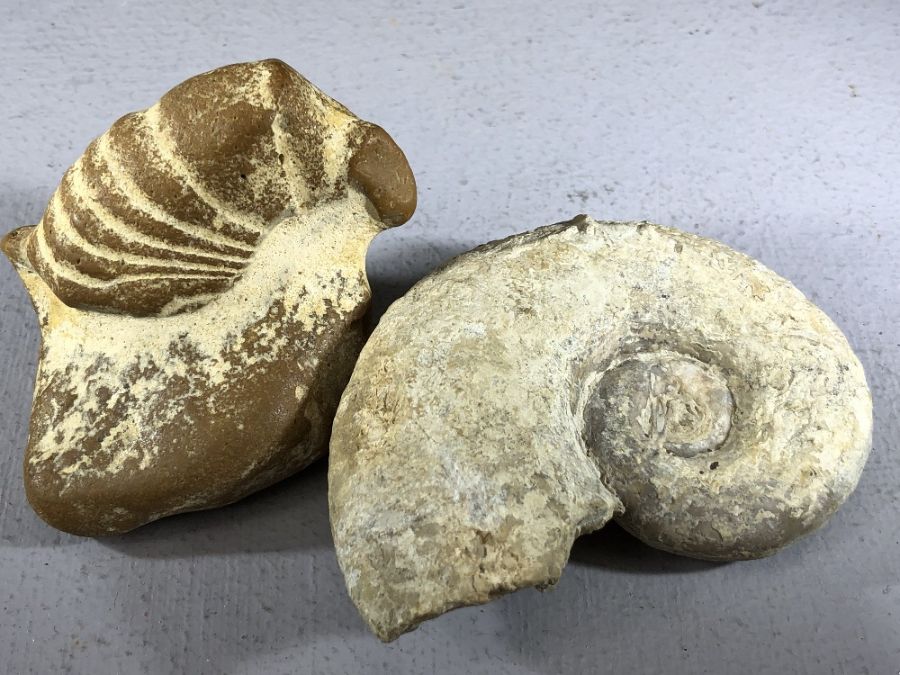 Good collection of five fossils to include Lytoceras Cornucopia ammonite, Oxynoticeras ammonite, - Image 8 of 8