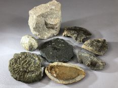 Good collection of seven fossils including a Paraseminonotus (fossilised fish), Hoploparia Longimana