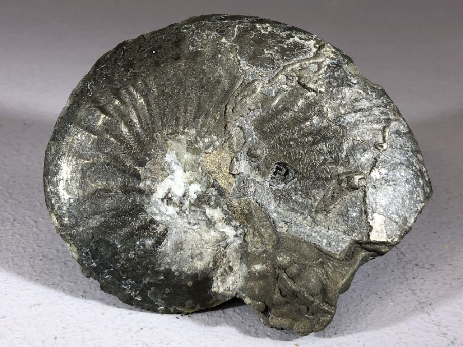 Good collection of five fossils to include Lytoceras Cornucopia ammonite, Oxynoticeras ammonite, - Image 3 of 8