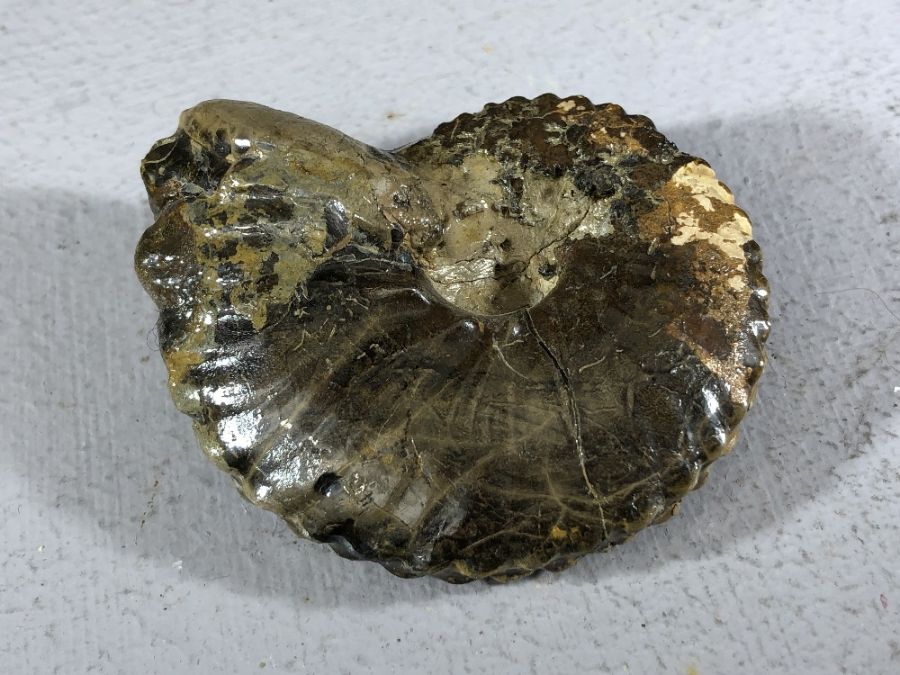 Good collection of five fossils to include Lytoceras Cornucopia ammonite, Oxynoticeras ammonite, - Image 7 of 8