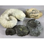 Collection of five fossilised ammonites including Pseudoglyphea species, a pyritised example etc,