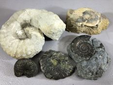 Collection of five fossilised ammonites including Pseudoglyphea species, a pyritised example etc,