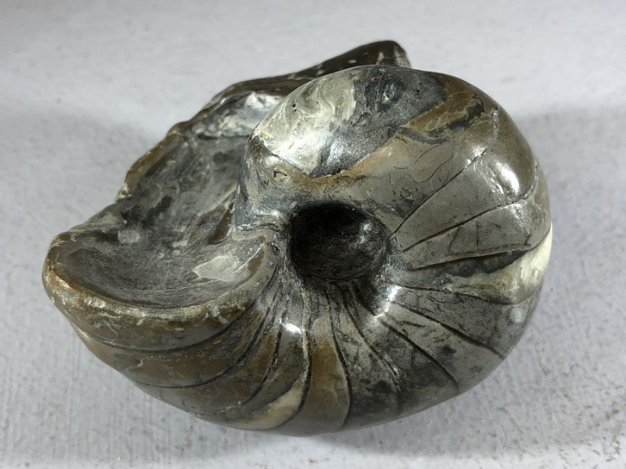 Good collection of five fossils to include Lytoceras Cornucopia ammonite, Oxynoticeras ammonite, - Image 6 of 8