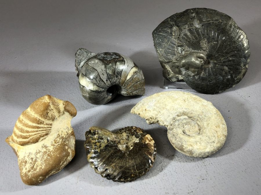 Good collection of five fossils to include Lytoceras Cornucopia ammonite, Oxynoticeras ammonite,