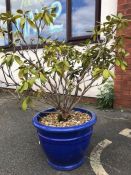 Large blue glazed garden planter with free rhododendron shrub