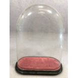 Original large Victorian display dome on ebonised base with red velvet, approx 50cm x 40cm