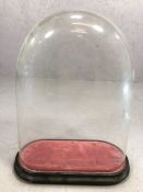 Original large Victorian display dome on ebonised base with red velvet, approx 50cm x 40cm