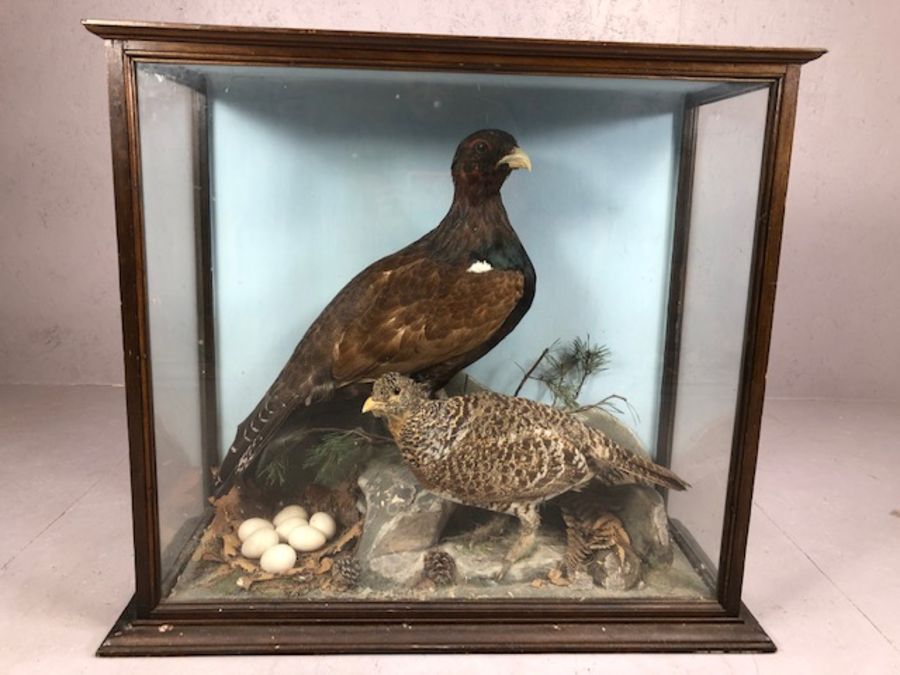 Large Victorian cased taxidermy study of two Scottish Capercaillie birds in naturalistic setting,