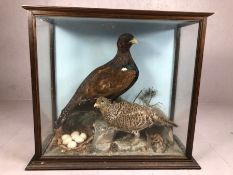 Large Victorian cased taxidermy study of two Scottish Capercaillie birds in naturalistic setting,