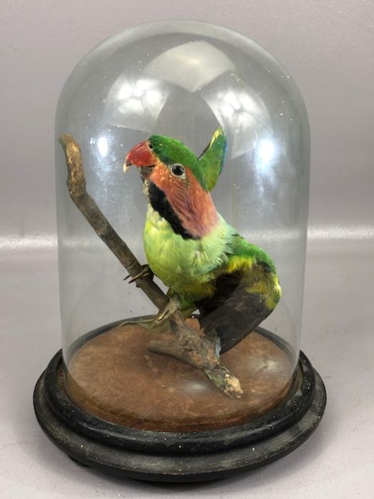 Taxidermy Study of a small parakeet, under glass dome, on wooden base, height of dome approx 26cm - Image 3 of 5