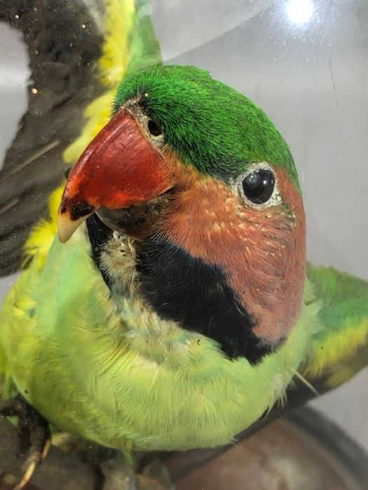 Taxidermy Study of a small parakeet, under glass dome, on wooden base, height of dome approx 26cm - Image 2 of 5