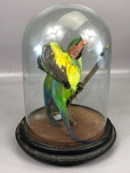 Taxidermy Study of a small parakeet, under glass dome, on wooden base, height of dome approx 26cm - Image 5 of 5