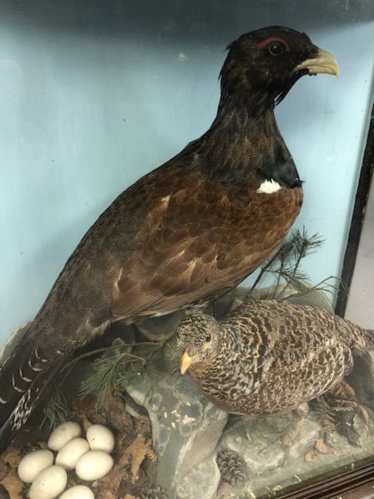 Large Victorian cased taxidermy study of two Scottish Capercaillie birds in naturalistic setting, - Image 4 of 7