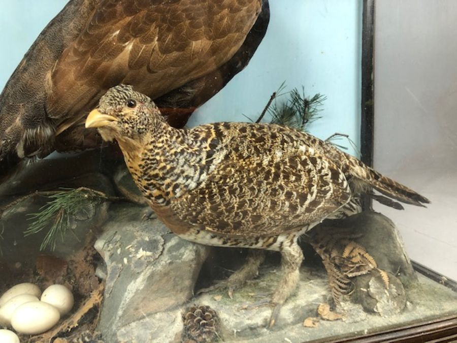 Large Victorian cased taxidermy study of two Scottish Capercaillie birds in naturalistic setting, - Image 3 of 7