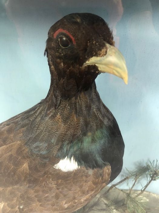 Large Victorian cased taxidermy study of two Scottish Capercaillie birds in naturalistic setting, - Image 6 of 7